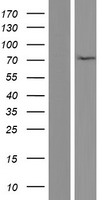 Huntingtin Associated Protein 1 (HAP1) Human Over-expression Lysate