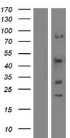 SYT12 Human Over-expression Lysate