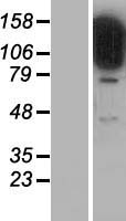STARD13 Human Over-expression Lysate