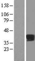 PPP2R4 (PTPA) Human Over-expression Lysate