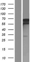 LARP2 (LARP1B) Human Over-expression Lysate