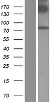 GGT7 Human Over-expression Lysate