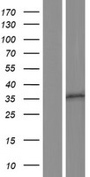 OR10A5 Human Over-expression Lysate