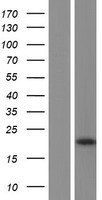 SPTLC1 Human Over-expression Lysate