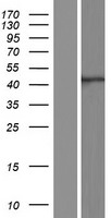 ATG4A Human Over-expression Lysate