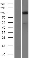 EXOC1 Human Over-expression Lysate