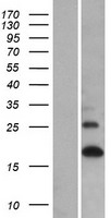 LCE1A Human Over-expression Lysate