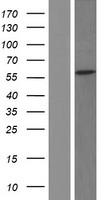 CCDC50 Human Over-expression Lysate
