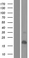 LCE2A Human Over-expression Lysate