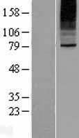 SLC35B2 Human Over-expression Lysate