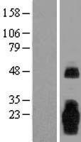 MARCHF3 Human Over-expression Lysate