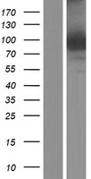 EXOC3L1 Human Over-expression Lysate