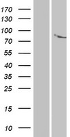 ANKK1 Human Over-expression Lysate