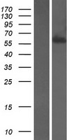 Syntaxin binding protein 4 (STXBP4) Human Over-expression Lysate
