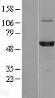 C3orf59 (MB21D2) Human Over-expression Lysate