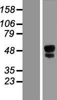 ITPRIPL1 Human Over-expression Lysate