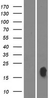 Proline rich membrane anchor 1 (PRIMA1) Human Over-expression Lysate