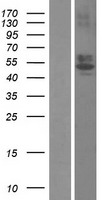 RTN4RL1 Human Over-expression Lysate