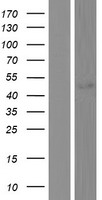SEPTIN10 Human Over-expression Lysate
