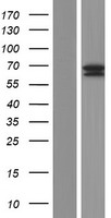 C19orf51 (DNAAF3) Human Over-expression Lysate