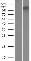 ZNF827 Human Over-expression Lysate