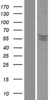 PPP2R5D Human Over-expression Lysate