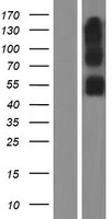 SERINC2 Human Over-expression Lysate
