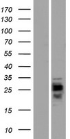 CMTM1 Human Over-expression Lysate