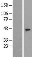 WDR21A (DCAF4) Human Over-expression Lysate
