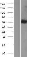 LEMD2 Human Over-expression Lysate