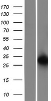 Integrin beta 4 binding protein (EIF6) Human Over-expression Lysate