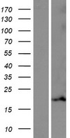 MRPL55 Human Over-expression Lysate
