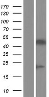 PAX3 Human Over-expression Lysate