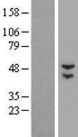 BTBD3 Human Over-expression Lysate