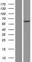 WDR23 (DCAF11) Human Over-expression Lysate