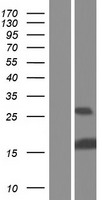 ID1 Human Over-expression Lysate