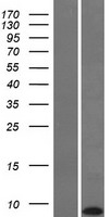 KRTAP22-1 Human Over-expression Lysate