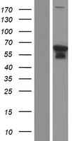 SPG3A (ATL1) Human Over-expression Lysate