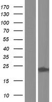Inosine triphosphate pyrophosphatase (ITPA) Human Over-expression Lysate