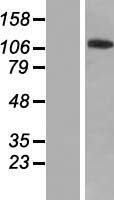 ZNF445 Human Over-expression Lysate