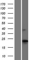 CMTM4 Human Over-expression Lysate