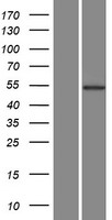 AKT3 Human Over-expression Lysate