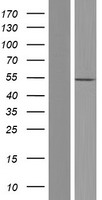 PPP2R2B Human Over-expression Lysate
