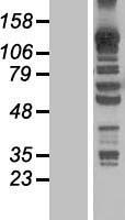 KANK4 Human Over-expression Lysate