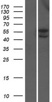 EFHA2 (MICU3) Human Over-expression Lysate