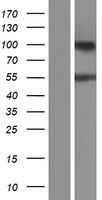 ARHGAP30 Human Over-expression Lysate