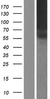 TMCO4 Human Over-expression Lysate