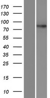 DPY19L4 Human Over-expression Lysate