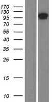 NCOA7 Human Over-expression Lysate