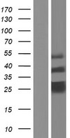 TMED7 Human Over-expression Lysate